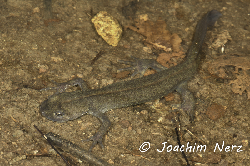 Triturus carnifex Triturus carnifex