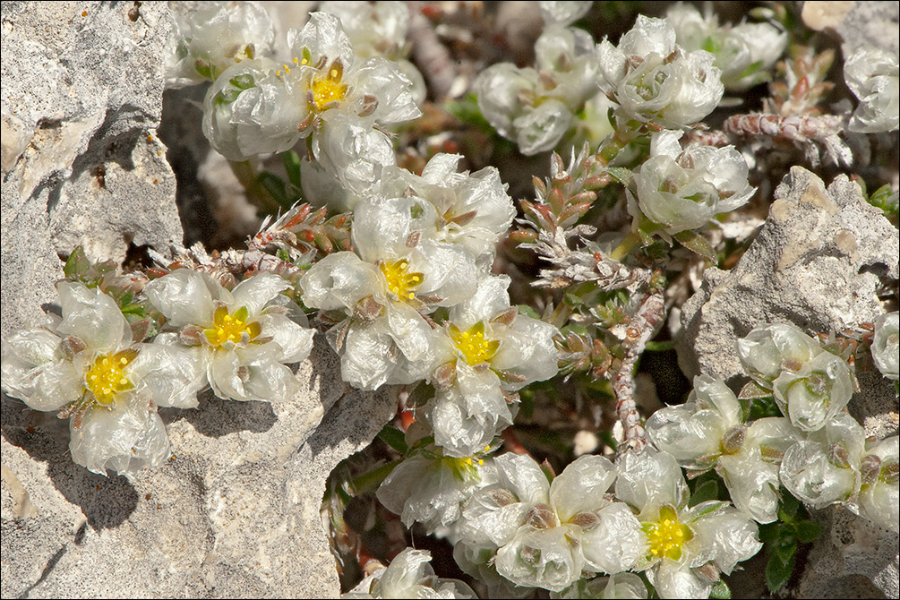 Paronychia kapela