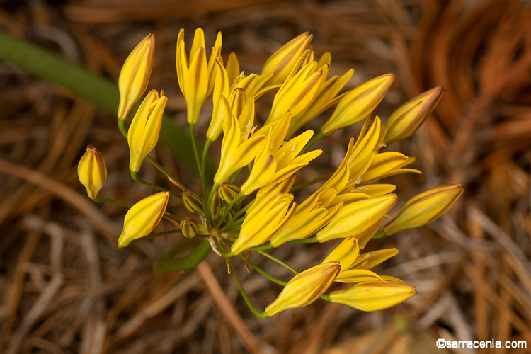 Triteleia montana