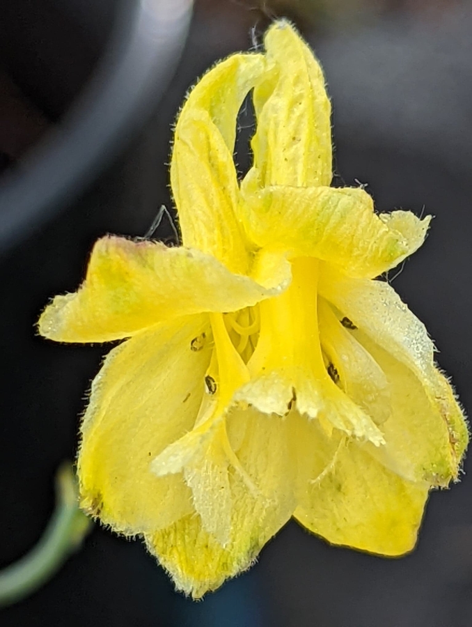 Delphinium luteum