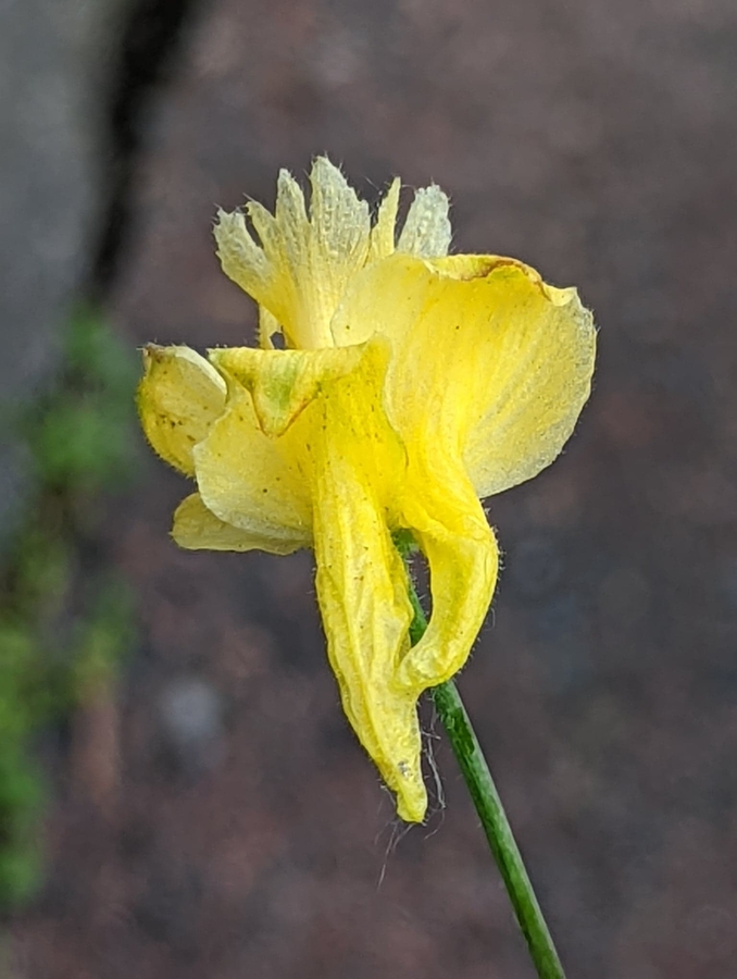 Delphinium luteum Delphinium luteum
