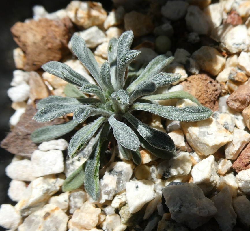 Townsendia leptotes