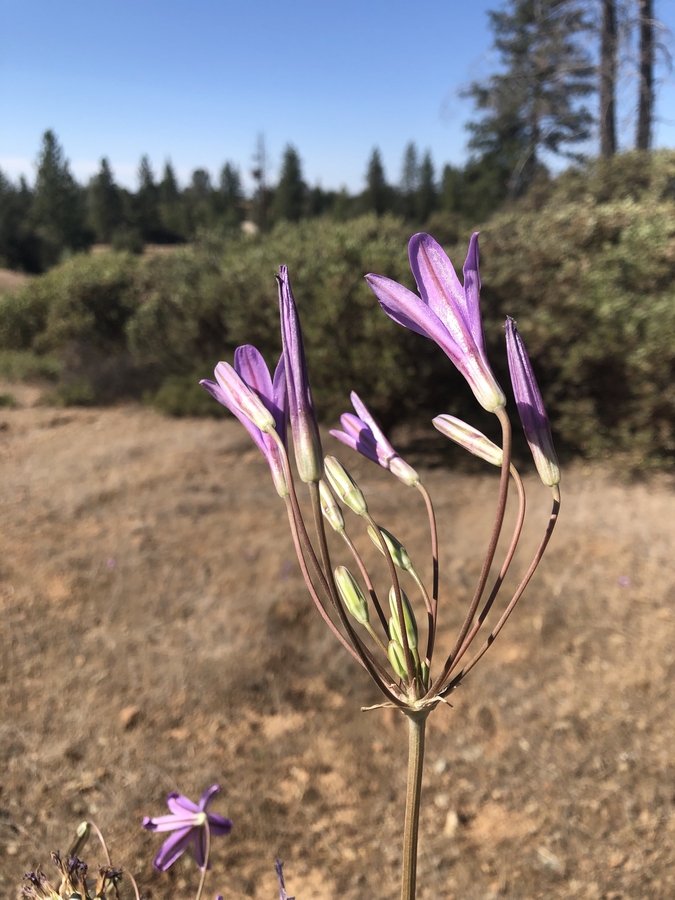 Brodiaea sierrae