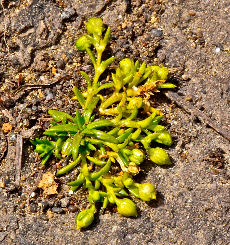 Sagina maxima ssp. crassicaulis