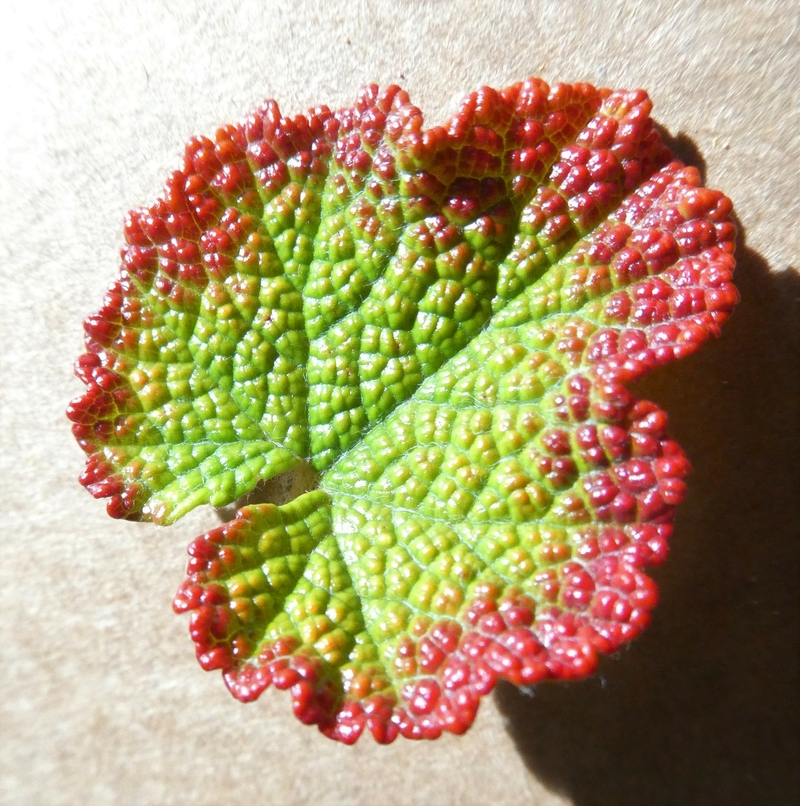 Rubus calycinoides