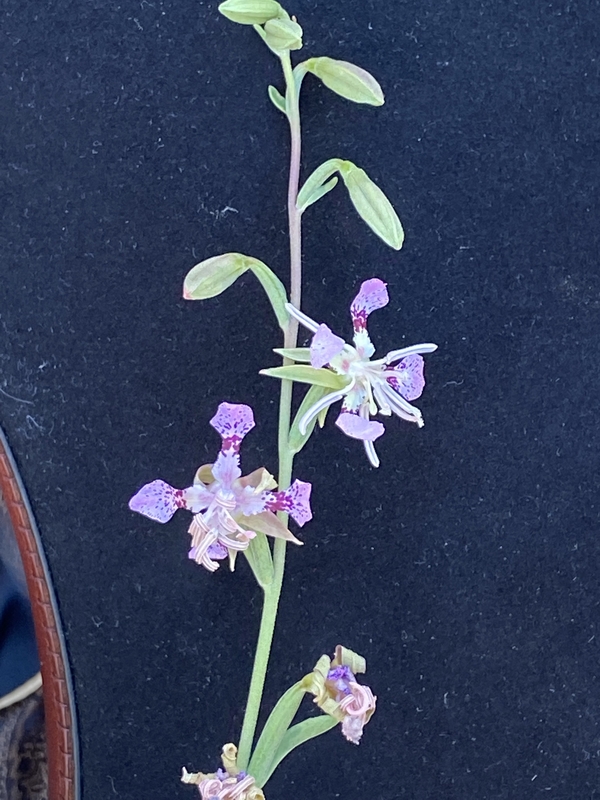 Clarkia australis