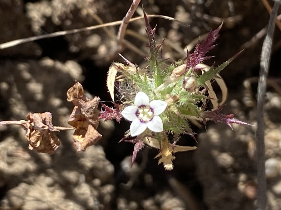 Navarretia gowenii