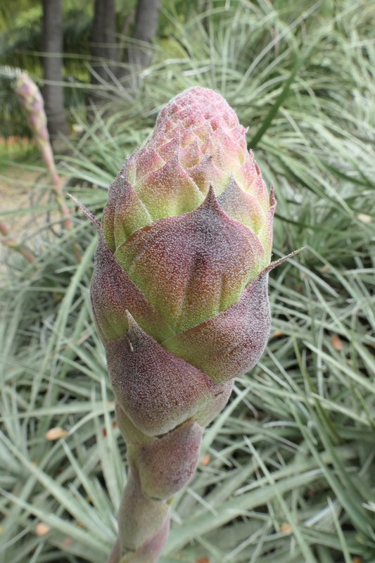 Puya venusta