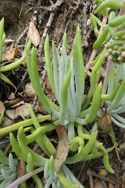 Dudleya densiflora