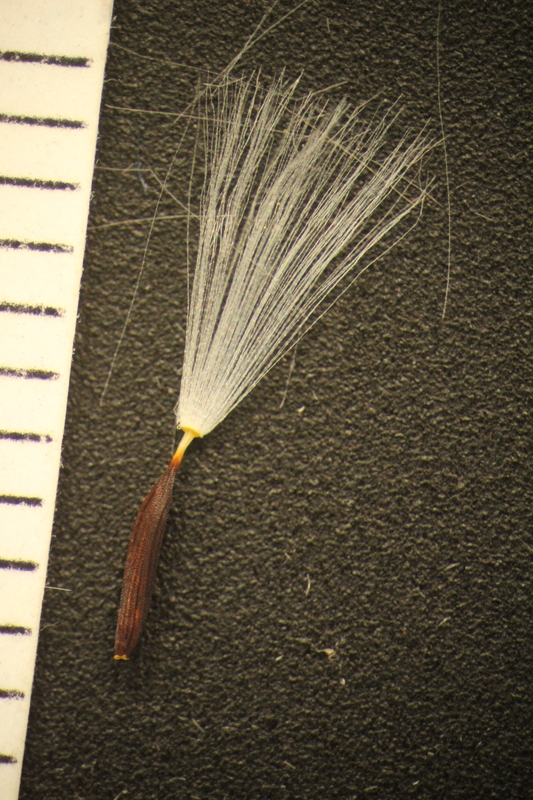 Mycelis muralis