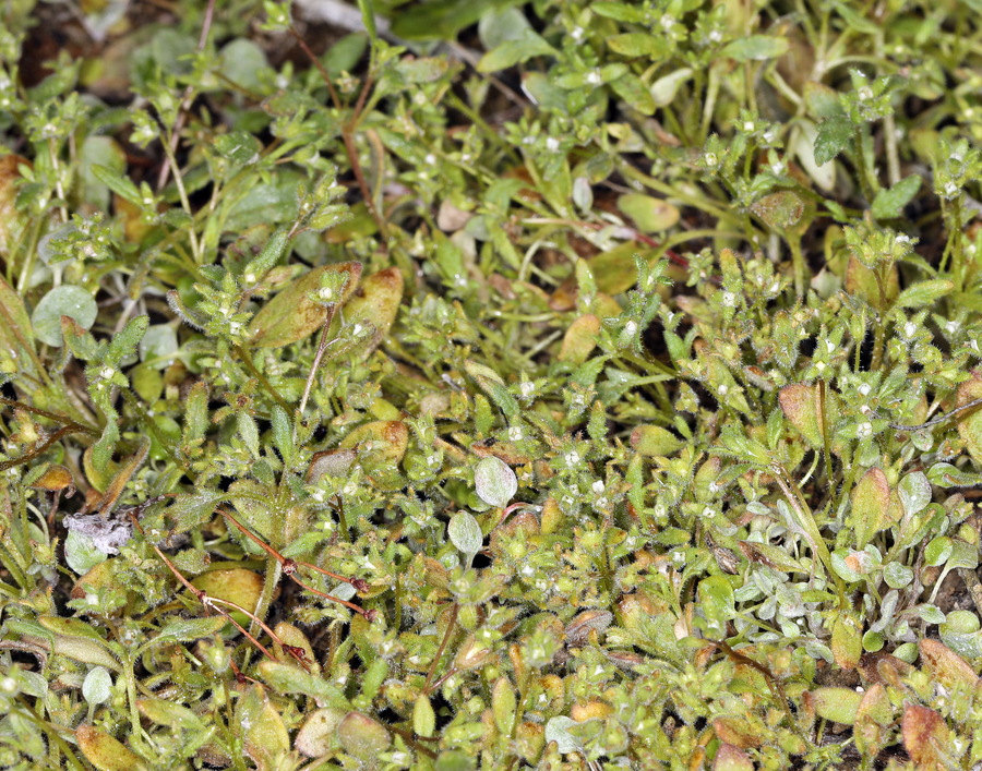 Phacelia tetramera