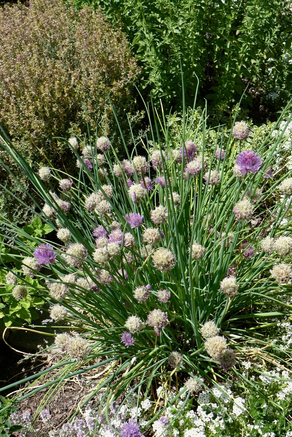Allium schoenoprasum