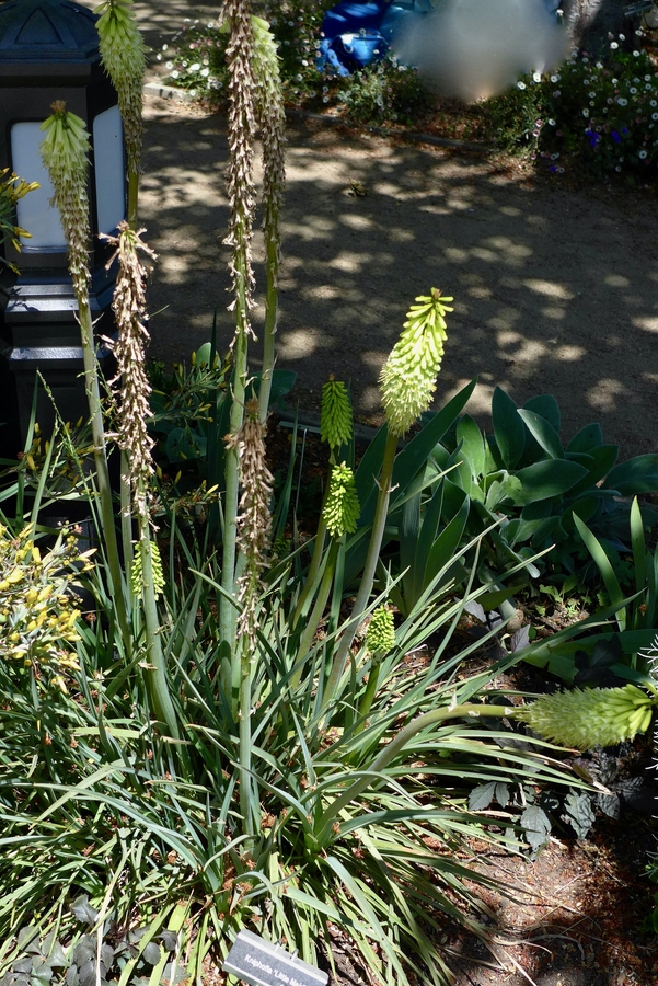 Kniphofia sp.