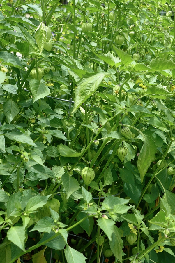 Physalis philadelphica