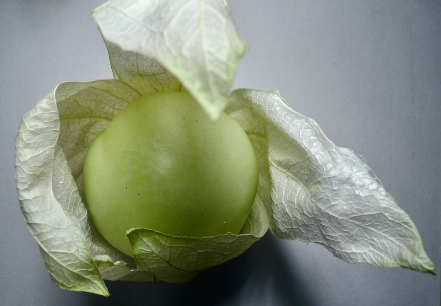 Physalis philadelphica