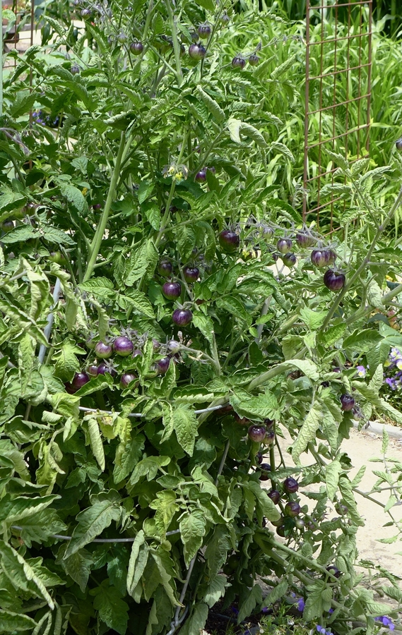 Solanum melongena