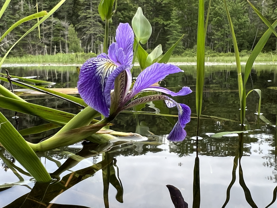 Iris versicolor