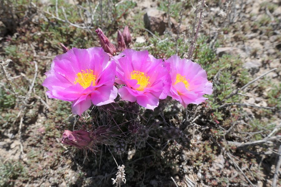 Grusonia pulchella