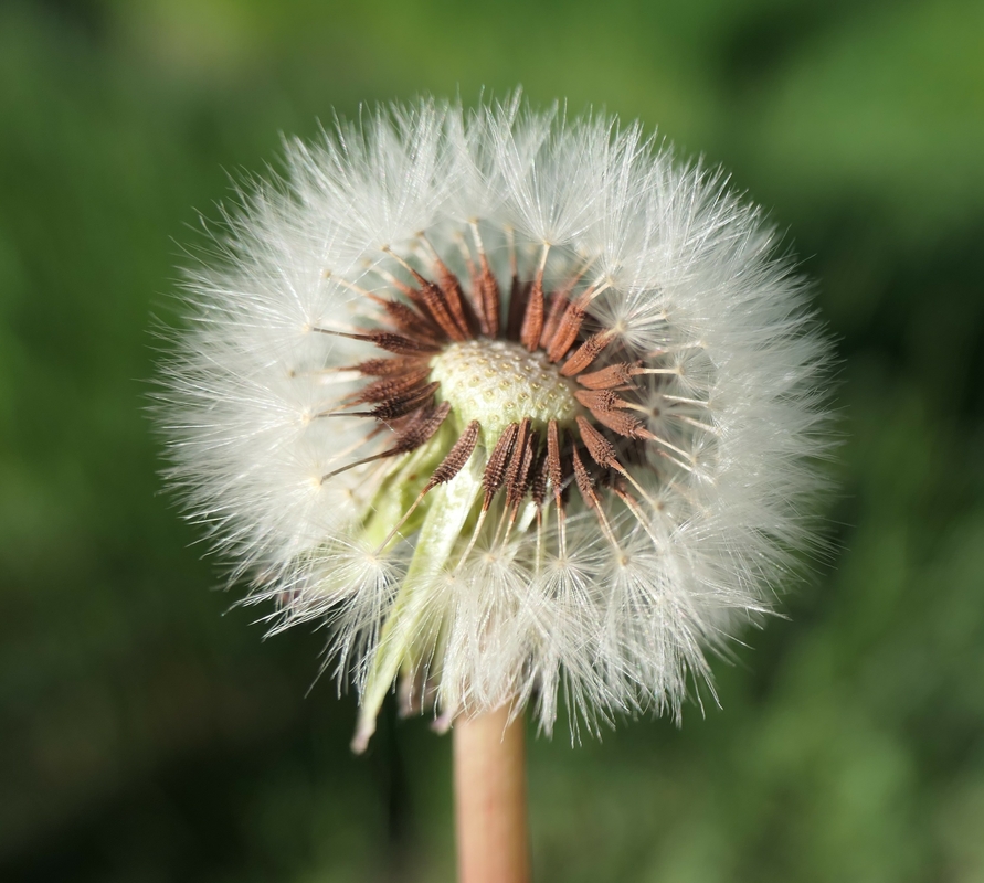 Taraxacum erythrospermum