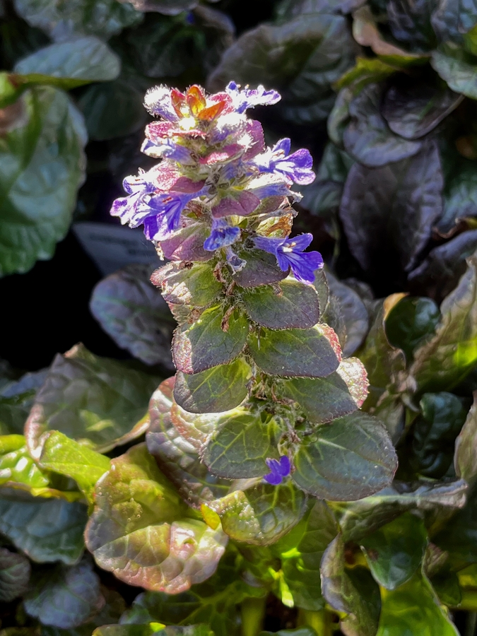 Ajuga reptans