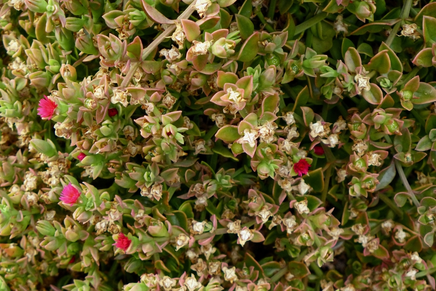 Mesembryanthemum cordifolium
