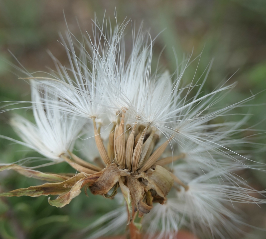 Agoseris glauca var. glauca