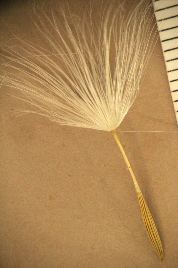 Agoseris parviflora