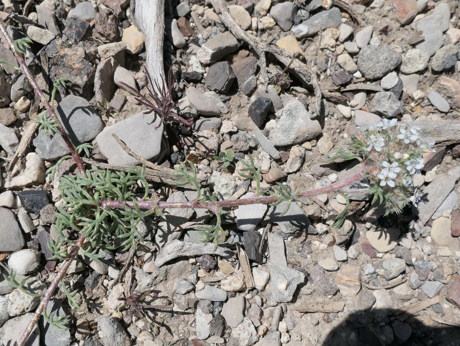 Ipomopsis congesta