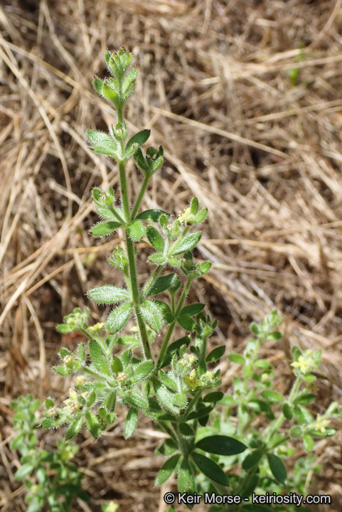 Galium grande
