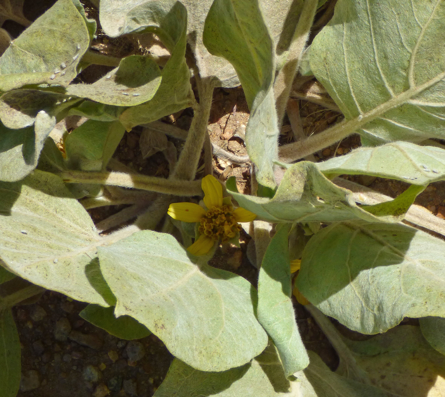 Wyethia ovata