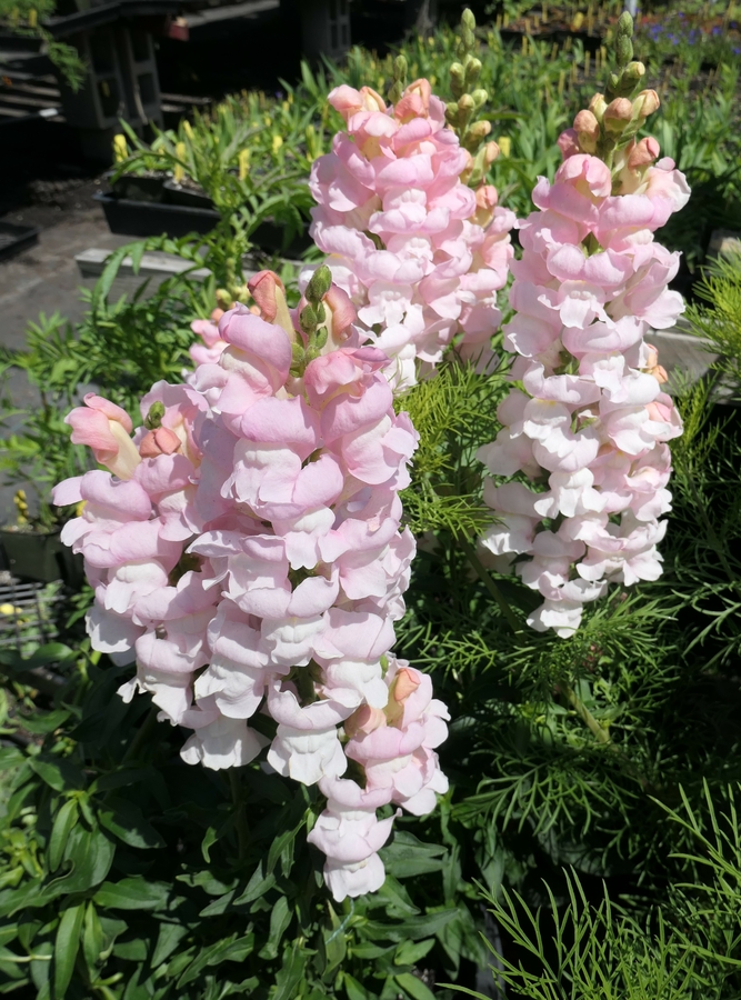 Antirrhinum majus