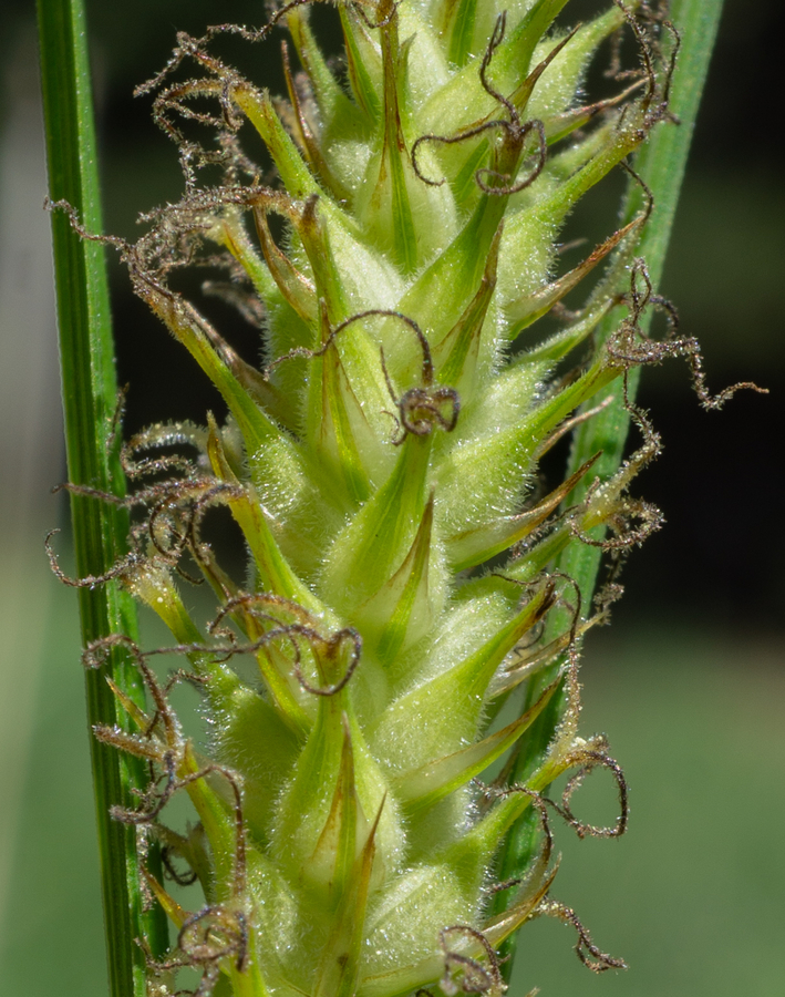 Carex sheldonii