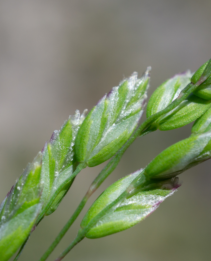 Poa bigelovii