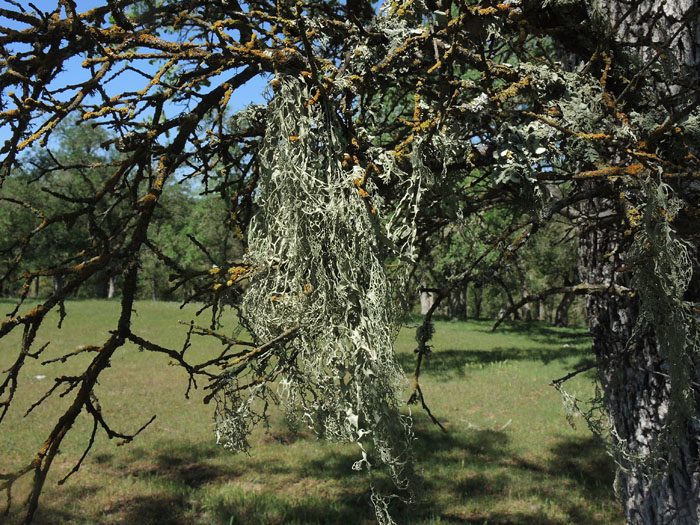 Ramalina menziesii Ramalina menziesii