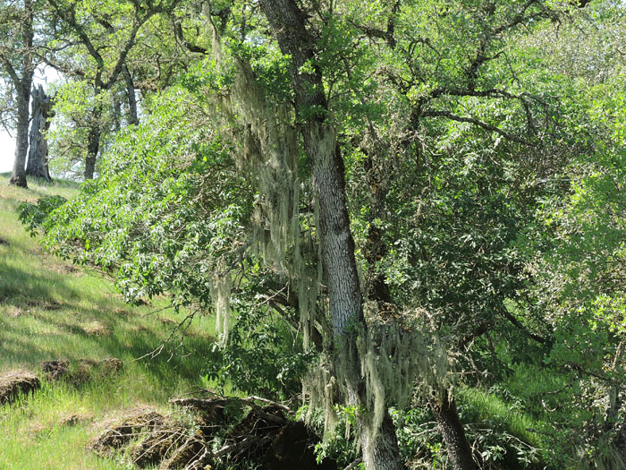 Ramalina menziesii Ramalina menziesii