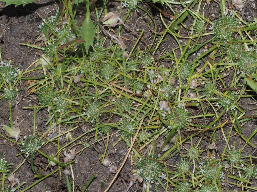 Navarretia prostrata