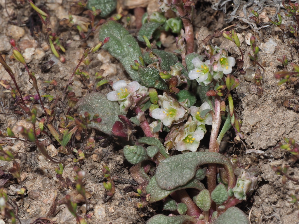 Calyptridium pygmaeum