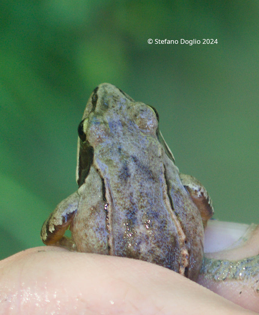 Rana dalmatina