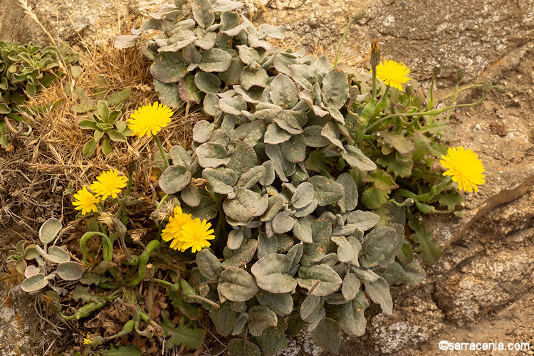 Agoseris apargioides var. eastwoodiae