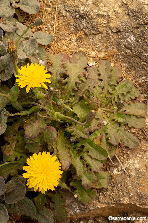 Agoseris apargioides var. eastwoodiae