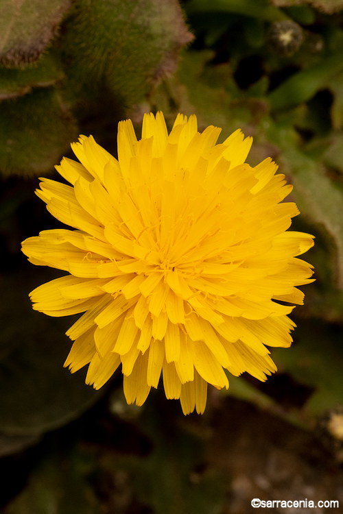 Agoseris apargioides var. eastwoodiae