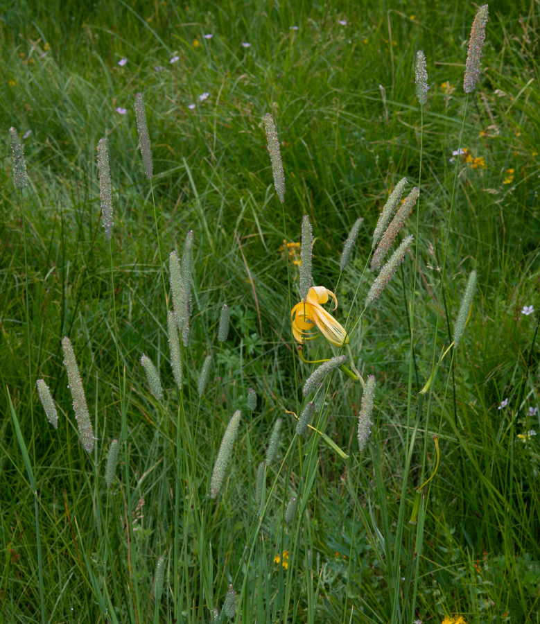 Alopecurus aequalis var. aequalis