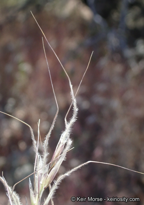 Stipa thurberiana