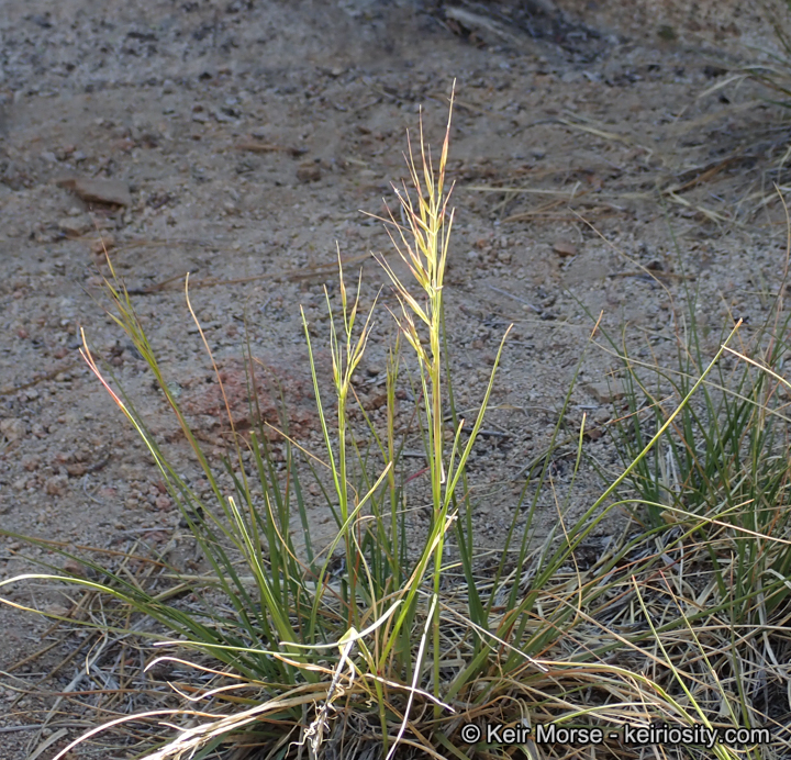 Stipa latiglumis