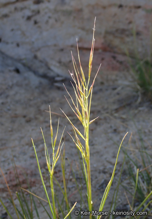 Stipa latiglumis
