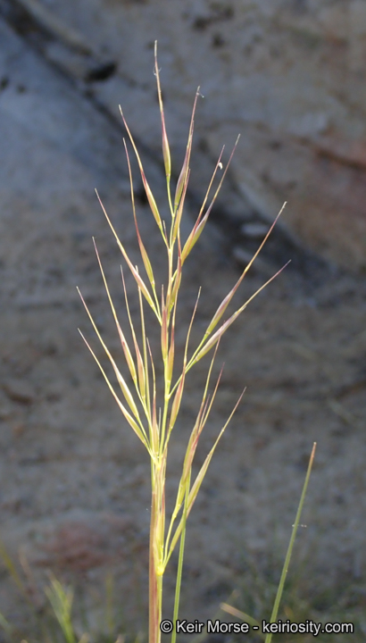 Stipa latiglumis