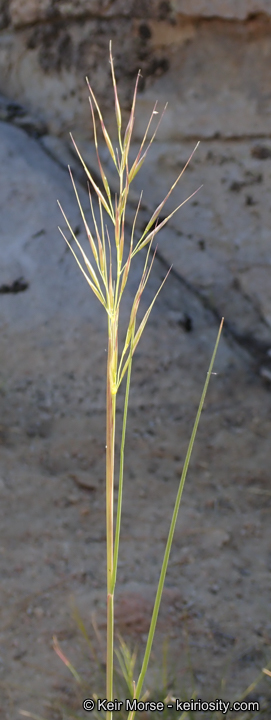Stipa latiglumis