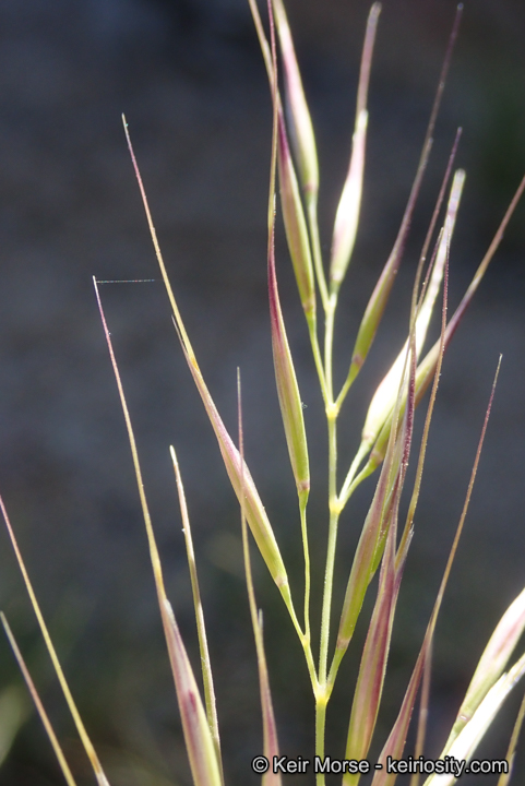 Stipa latiglumis