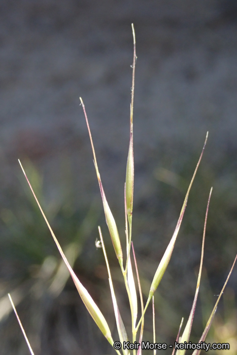 Stipa latiglumis