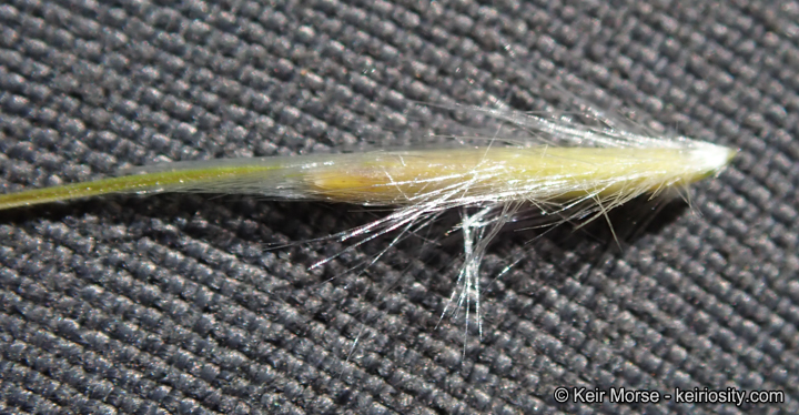 Stipa latiglumis